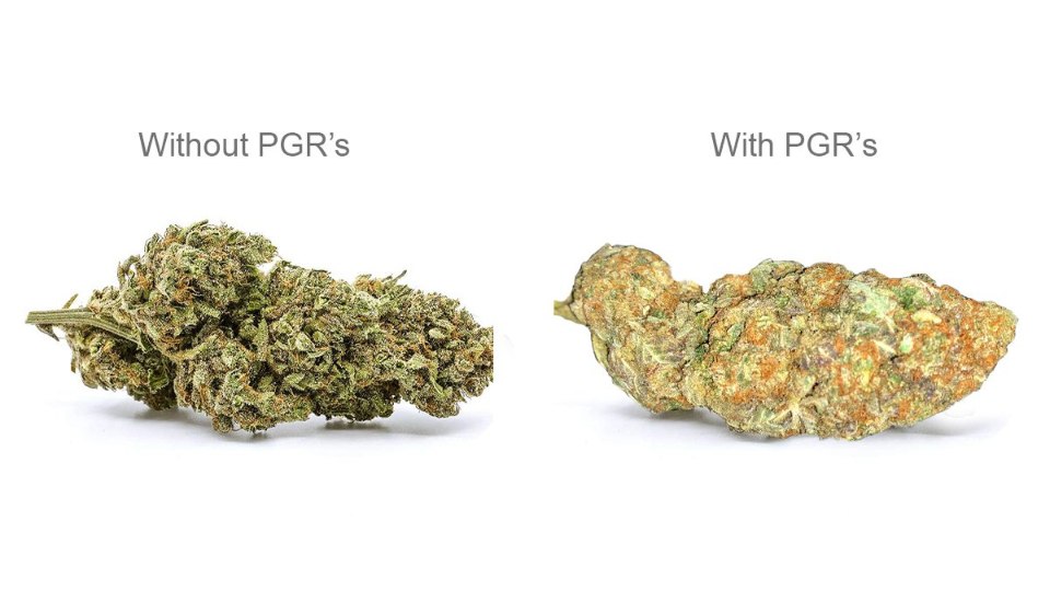 pgr cannabis