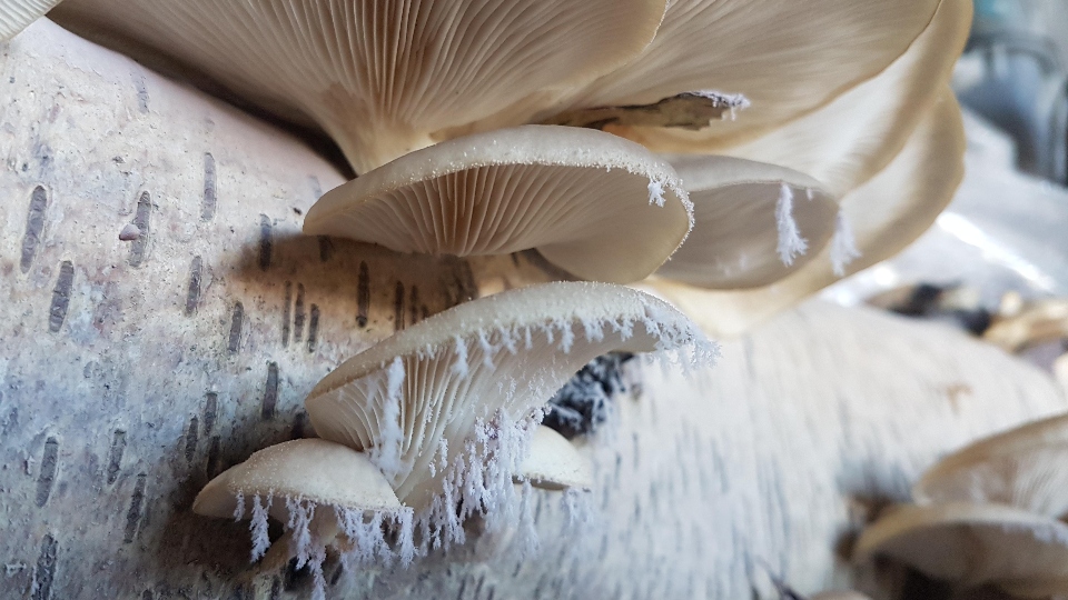 magic mushrooms