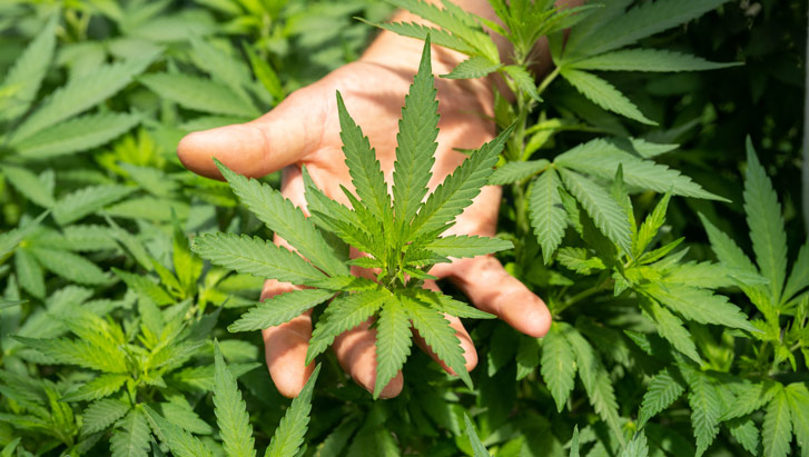 How long does it take to grow a marijuana plant 2