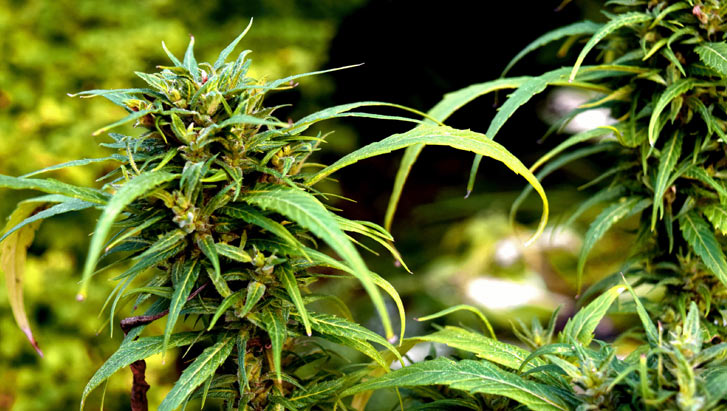 How long does it take to grow a marijuana plant 4